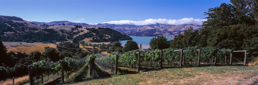 Vineyard Akaroa Harbour Banks Peninsula South Island New Zealand Canvas Art - Panoramic Images (36 x 12)
