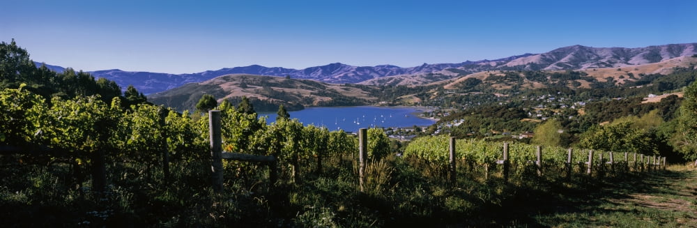 Vineyard Akaroa Harbour Banks Peninsula South Island New Zealand Canvas Art - Panoramic Images (36 x 12)