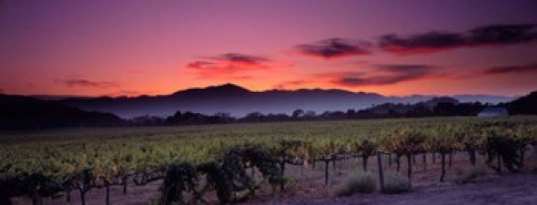 Vineyard At Sunset Napa Valley California Canvas Art - Panoramic Images (32 x 12)