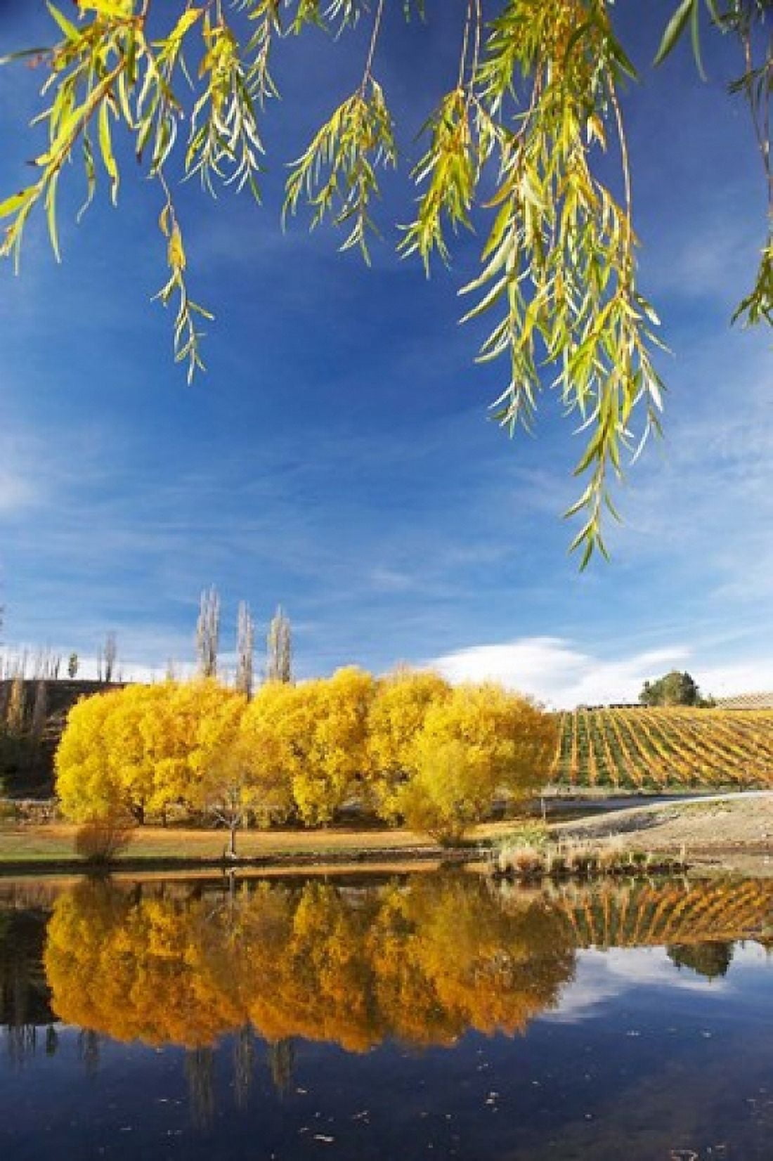 Vineyard Bannockburn Inlet South Island New Zealand Canvas Art - David Wall DanitaDelimont (23 x 34)