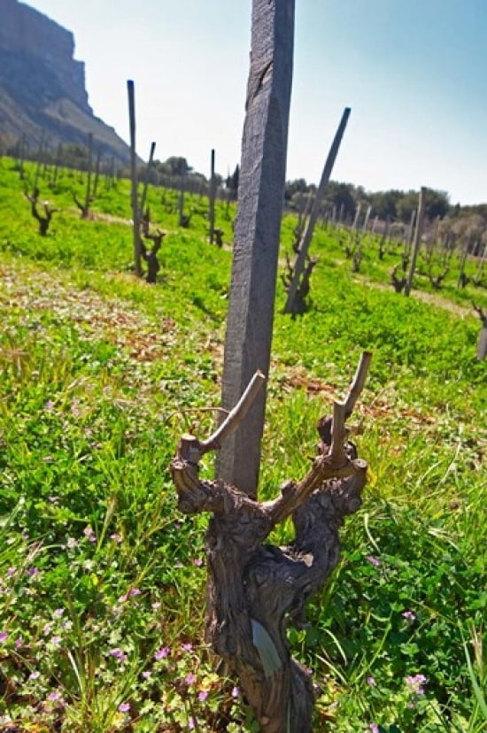Vineyard Below the Cassis Cliff Canvas Art - Per Karlsson DanitaDelimont (24 x 36)