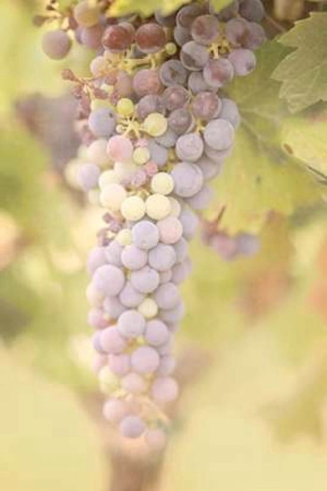 Vineyard Bounty Canvas Art - Roberta Murray (24 x 36)
