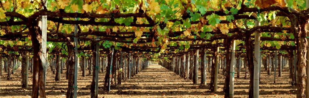 Vineyard CA Canvas Art - Panoramic Images (36 x 12)