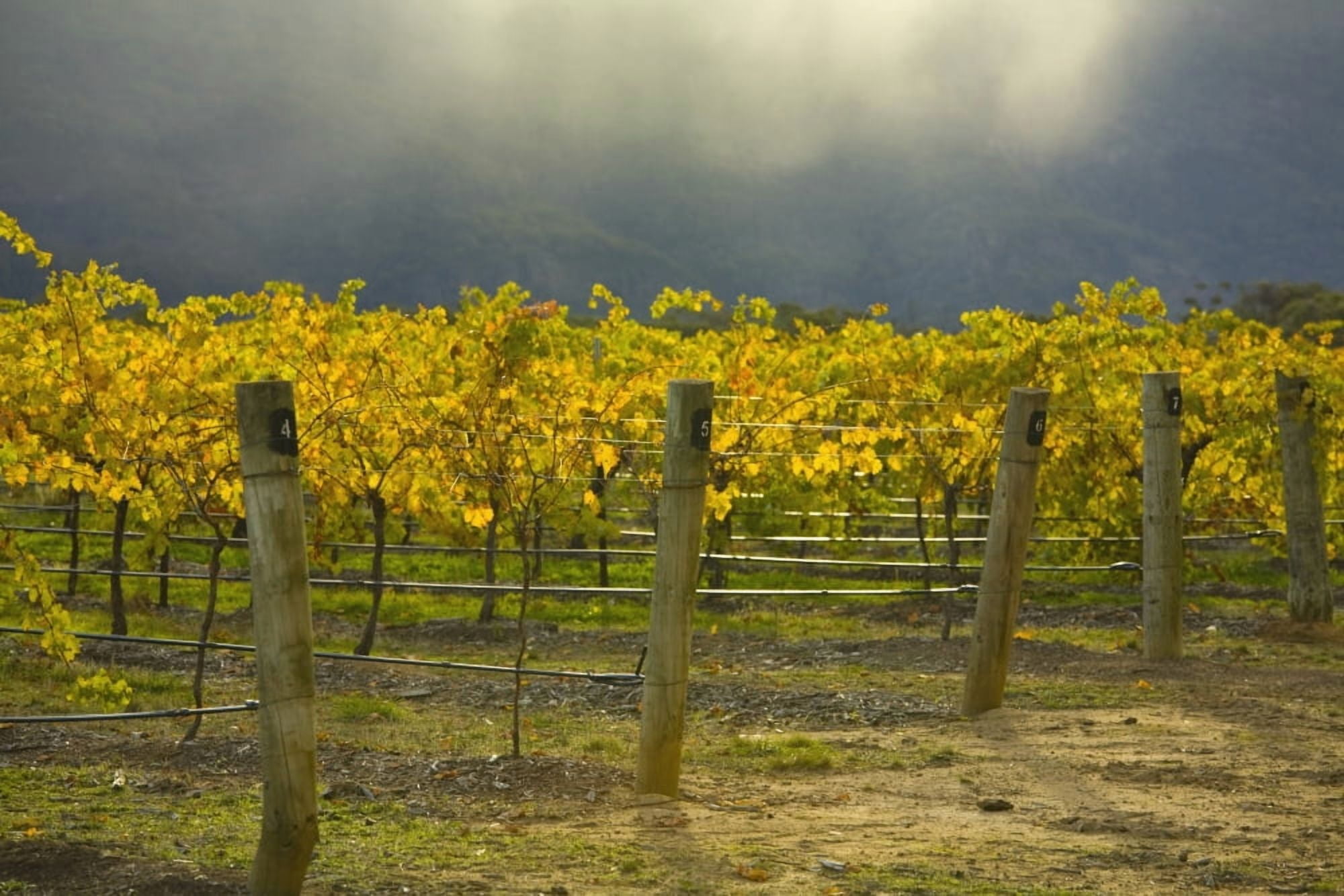 Vineyard Canvas Art - John Doornkamp Design Pics (38 x 24)