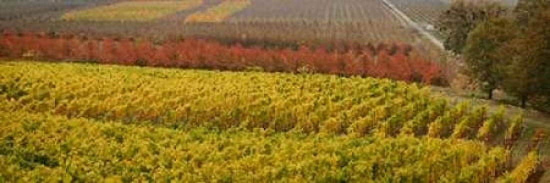 Vineyard Canvas Art - Vitaly Geyman (12 x 36)
