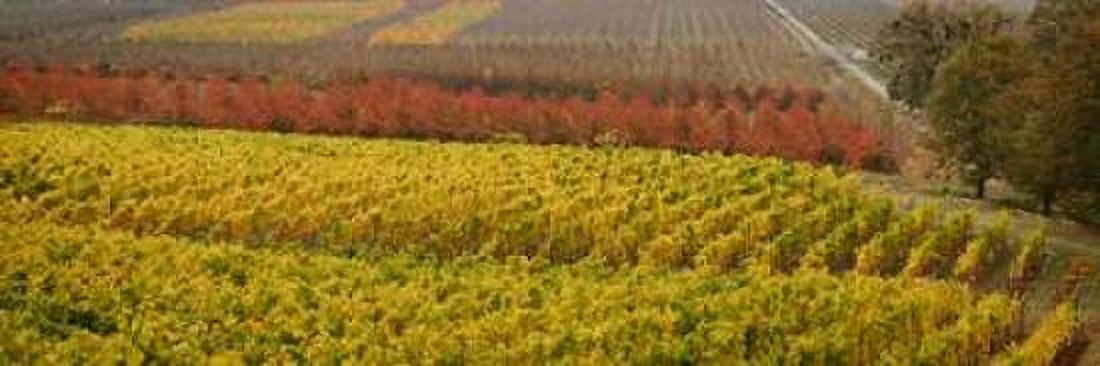 Vineyard Canvas Art - Vitaly Geyman (8 x 24)