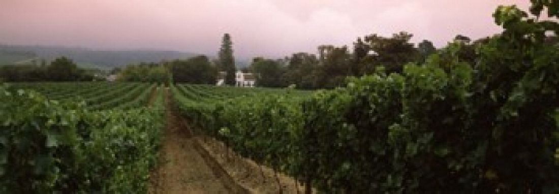 Vineyard with a Cape Dutch style house Vergelegen Capetown near Somerset West Western Cape Province South Africa Canvas Art - Panoramic Images (18 x 7)
