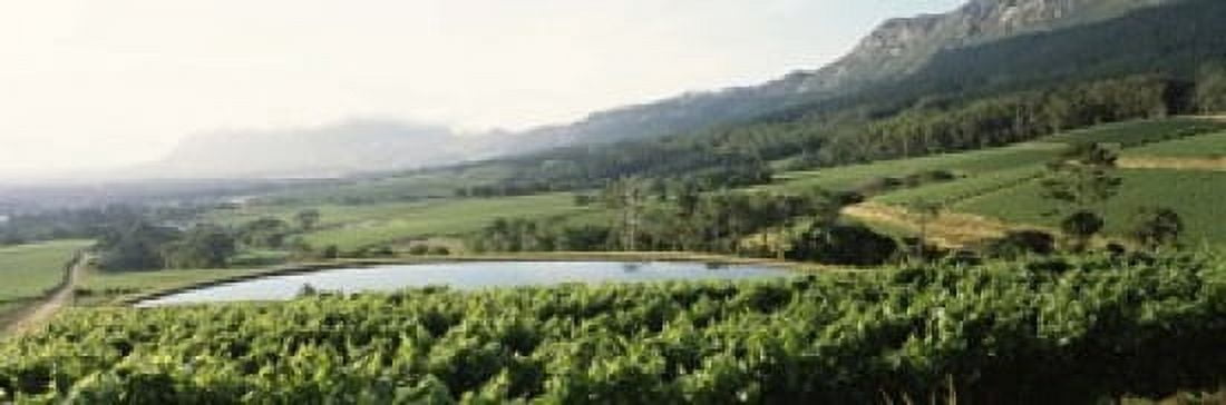 Vineyard with Constantiaberg mountain range Constantia Cape Winelands Cape Town Western Cape Province South Africa Canvas Art - Panoramic Images (18 x 6)