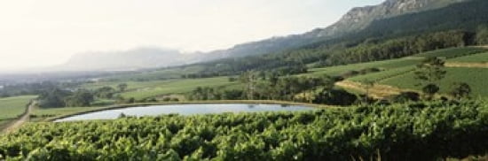 Vineyard with Constantiaberg mountain range Constantia Cape Winelands Cape Town Western Cape Province South Africa Canvas Art - Panoramic Images (36 x 12)