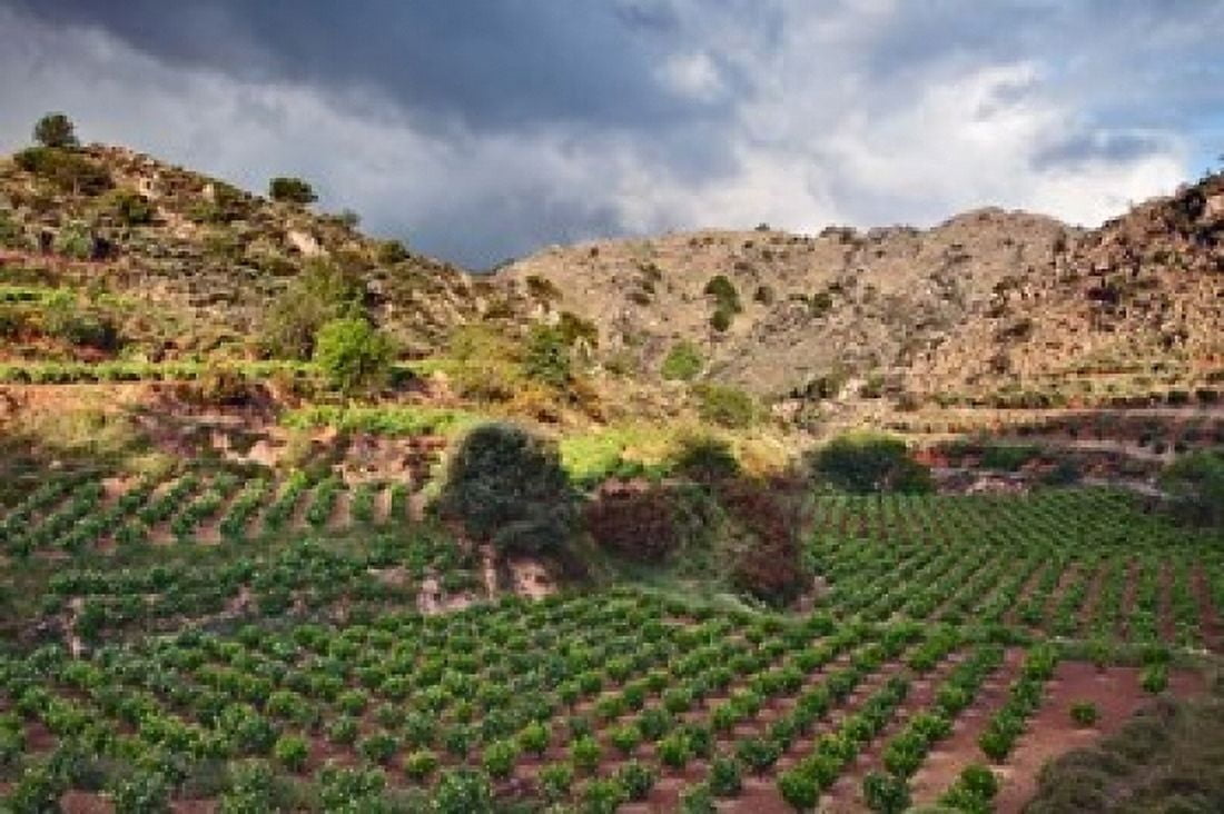Vineyard Crete Greece Canvas Art - Adam Jones DanitaDelimont (24 x 15)