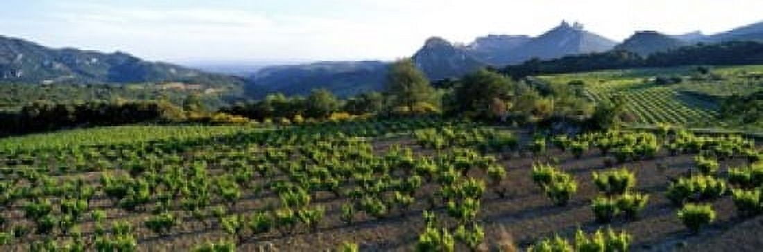 Vineyard Dentelles de Montmirail Vaucluse Provence France Canvas Art - Panoramic Images (18 x 6)