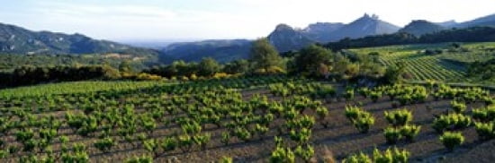 Vineyard Dentelles de Montmirail Vaucluse Provence France Canvas Art - Panoramic Images (36 x 12)