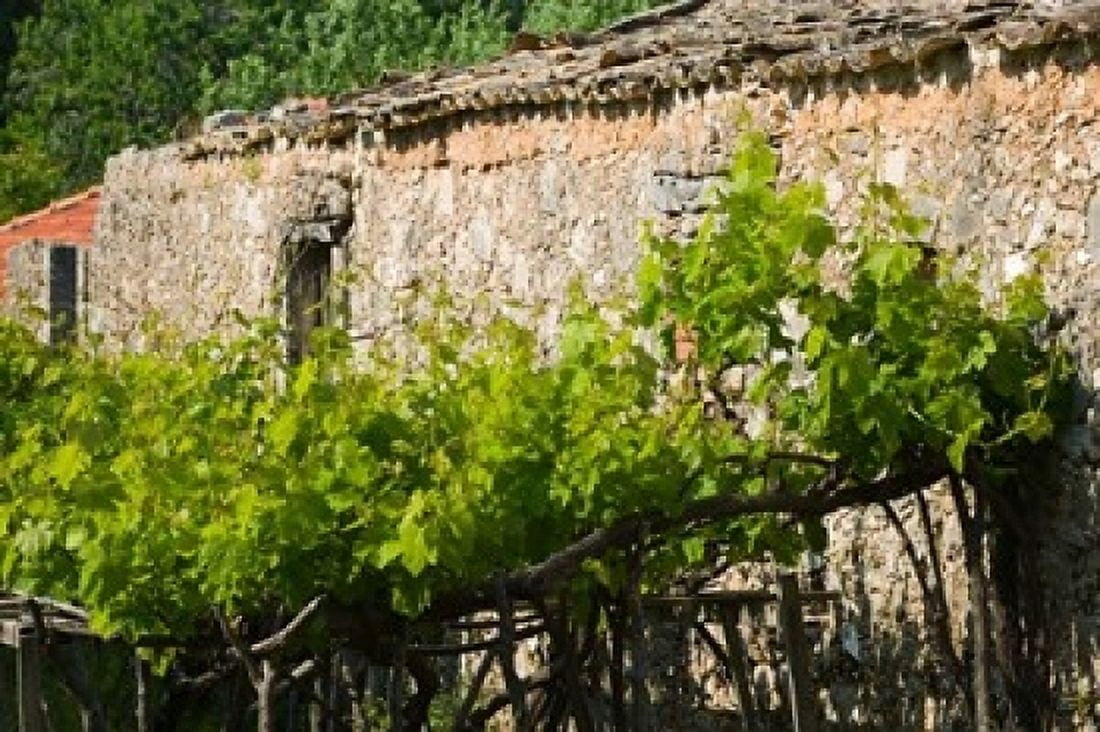 Vineyard Detail Assos Kefalonia Ionian Islands Greece Canvas Art - Walter Bibikow DanitaDelimont (36 x 24)