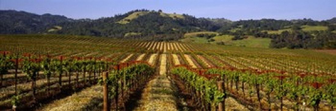 Vineyard Geyserville California USA Canvas Art - Panoramic Images (18 x 6)