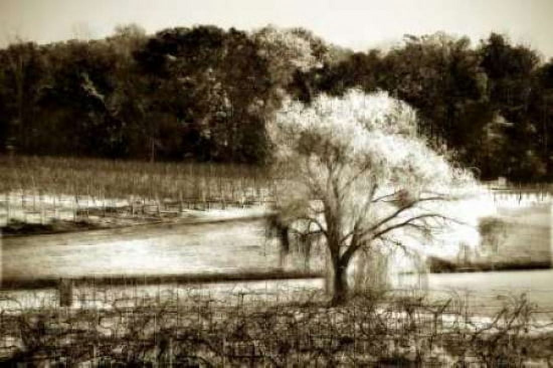 Vineyard I Canvas Art - Alan Hausenflock (20 x 28)