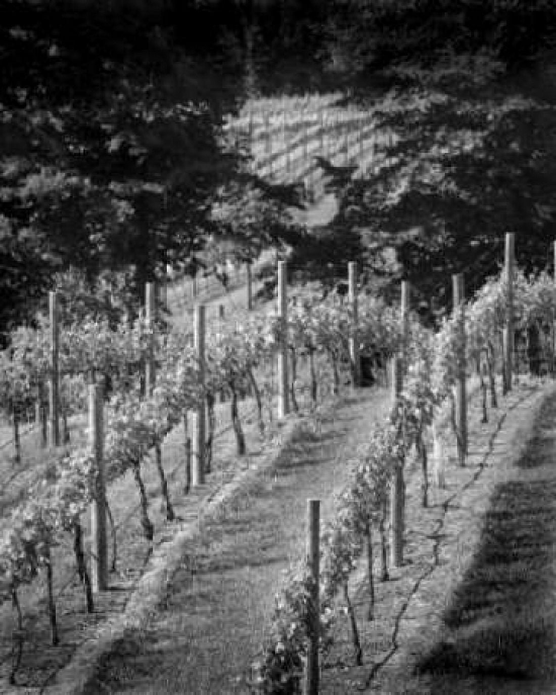 Vineyard I Canvas Art - Scott Larson (20 x 24)