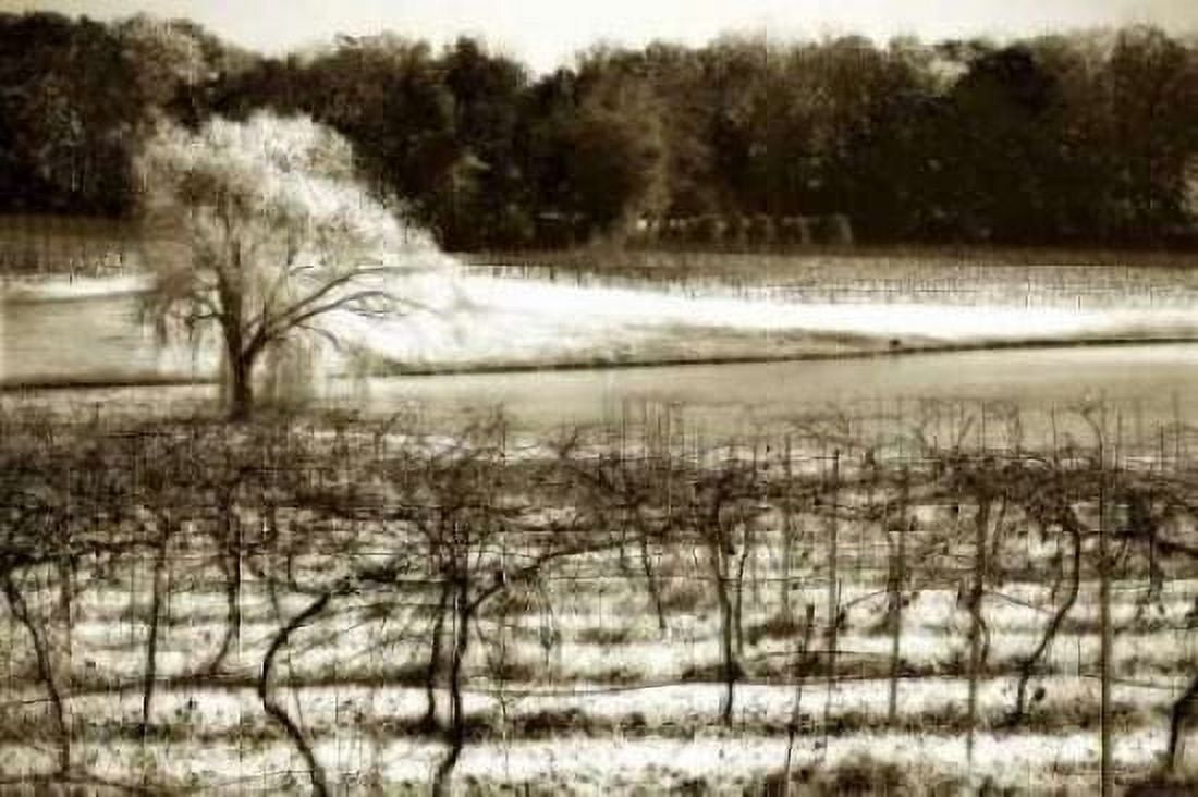 Vineyard II Canvas Art - Alan Hausenflock (20 x 28)
