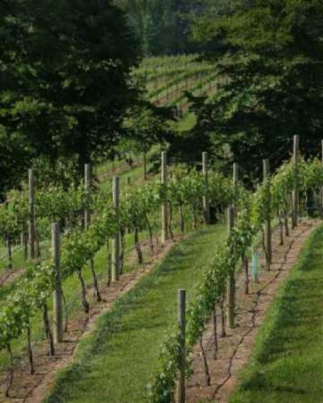 Vineyard II Canvas Art - Scott Larson (20 x 24)