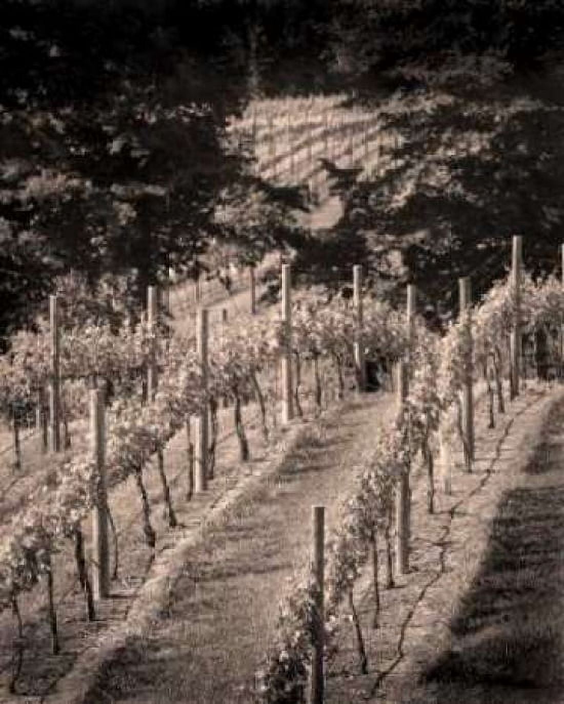 Vineyard III Canvas Art - Scott Larson (20 x 24)