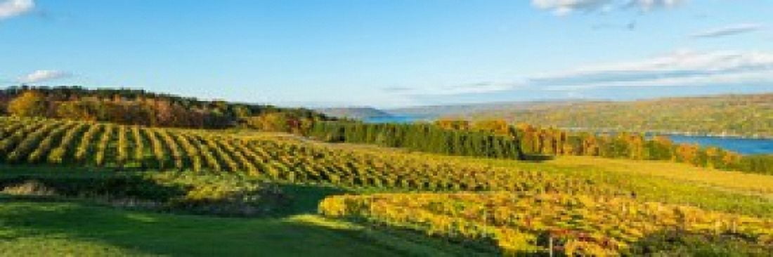 Vineyard Keuka Lake Finger Lakes New York State USA Canvas Art - Panoramic Images (36 x 12)