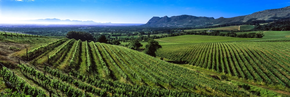 Vineyard Klein Constantia Constantia Cape Town Western Cape Province South Africa Canvas Art - Panoramic Images (27 x 9)