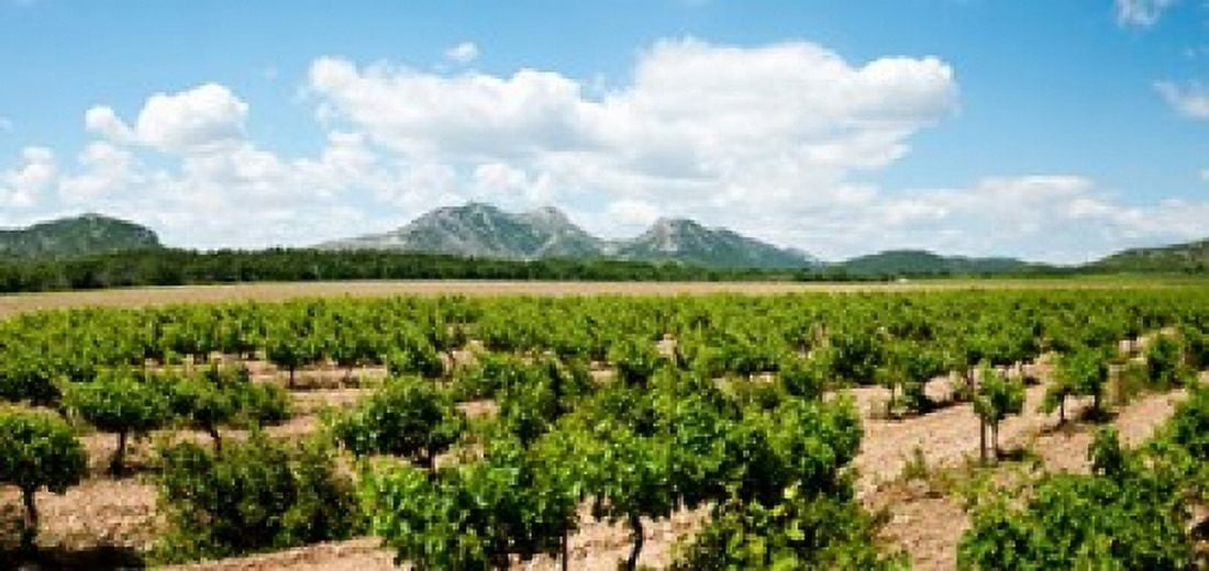 Vineyard Les Baux de Provence Eyguieres Bouches-du-Rhone Provence-Alpes-Cote dAzur France Canvas Art - Panoramic Images (24 x 12)