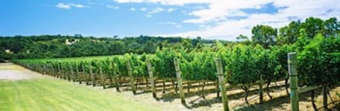 Vineyard Margaret River Western Australia Australia Canvas Art - Panoramic Images (18 x 6)