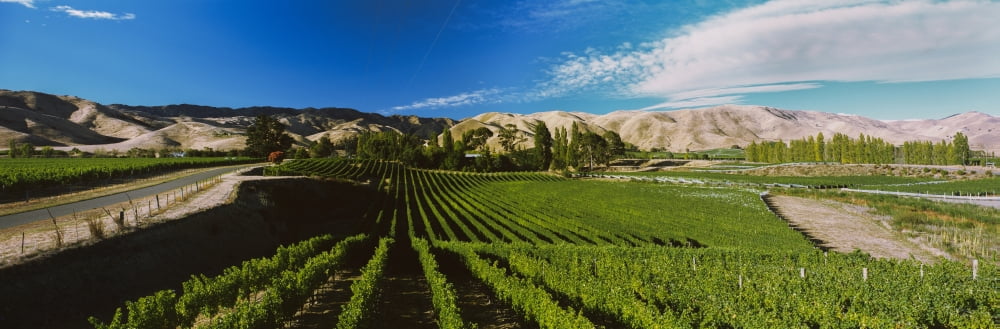 Vineyard Marlborough Region South Island New Zealand Canvas Art - Panoramic Images (27 x 9)