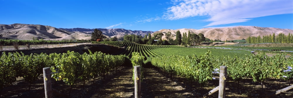 Vineyard Marlborough Region South Island New Zealand Canvas Art - Panoramic Images (36 x 12)