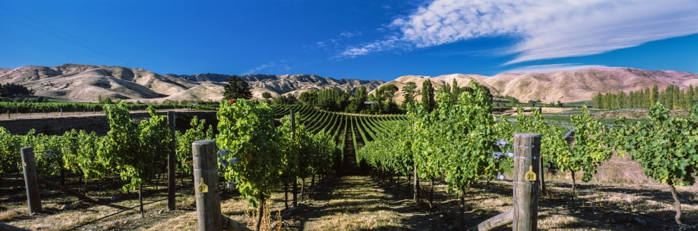 Vineyard Marlborough Region South Island New Zealand Canvas Art - Panoramic Images (36 x 12)