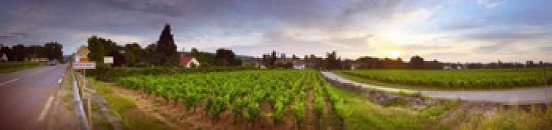 Vineyard Mercurey France Canvas Art - Panoramic Images (20 x 5)
