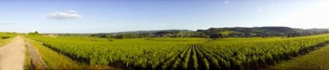 Vineyard Mercurey France Canvas Art - Panoramic Images (22 x 5)