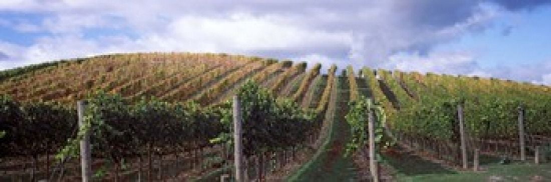 Vineyard Napa Valley California USA Canvas Art - Panoramic Images (18 x 6)
