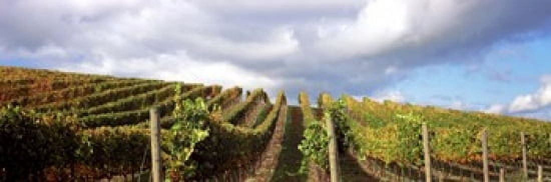 Vineyard Napa Valley California USA Canvas Art - Panoramic Images (18 x 6)