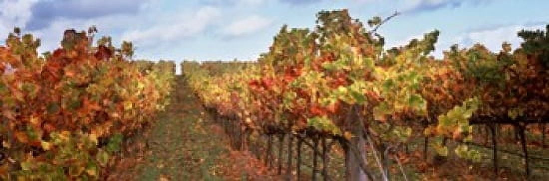 Vineyard Napa Valley California USA Canvas Art - Panoramic Images (18 x 6)