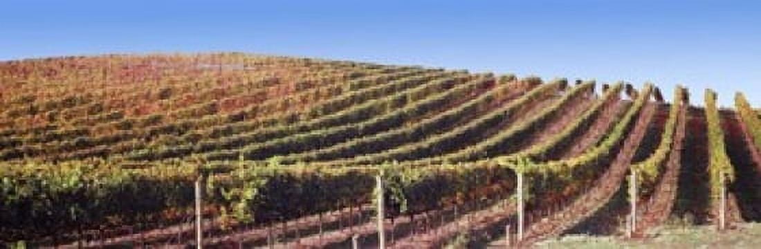 Vineyard Napa Valley California USA Canvas Art - Panoramic Images (18 x 6)