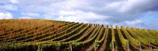 Vineyard Napa Valley California USA Canvas Art - Panoramic Images (36 x 12)
