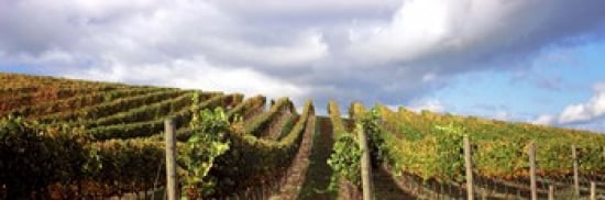 Vineyard Napa Valley California USA Canvas Art - Panoramic Images (36 x 12)