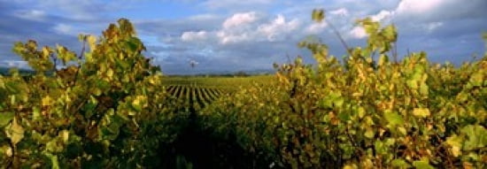 Vineyard Napa Valley California USA Canvas Art - Panoramic Images (36 x 13)