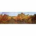 thumbnail image 1 of Vineyard  Napa Valley  California  USA Poster Print by  - 36 x 12, 1 of 1