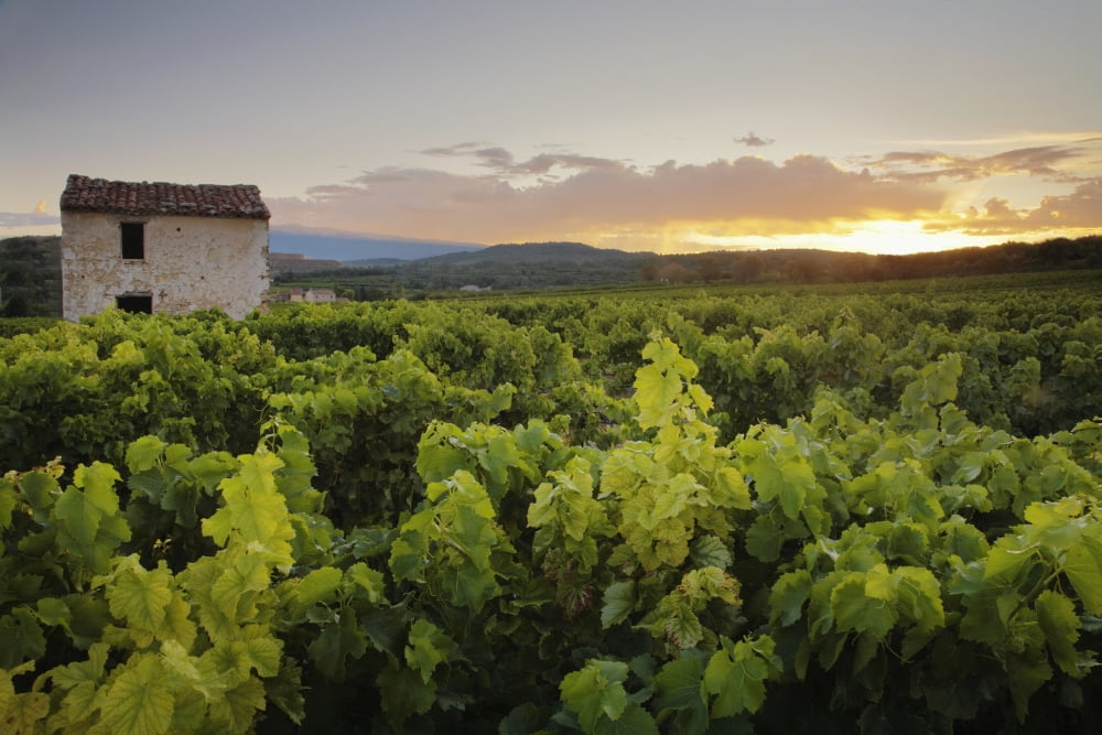 Vineyard Near Malemort-Du-Comtat Canvas Art - Andy Kerry Design Pics (19 x 12)