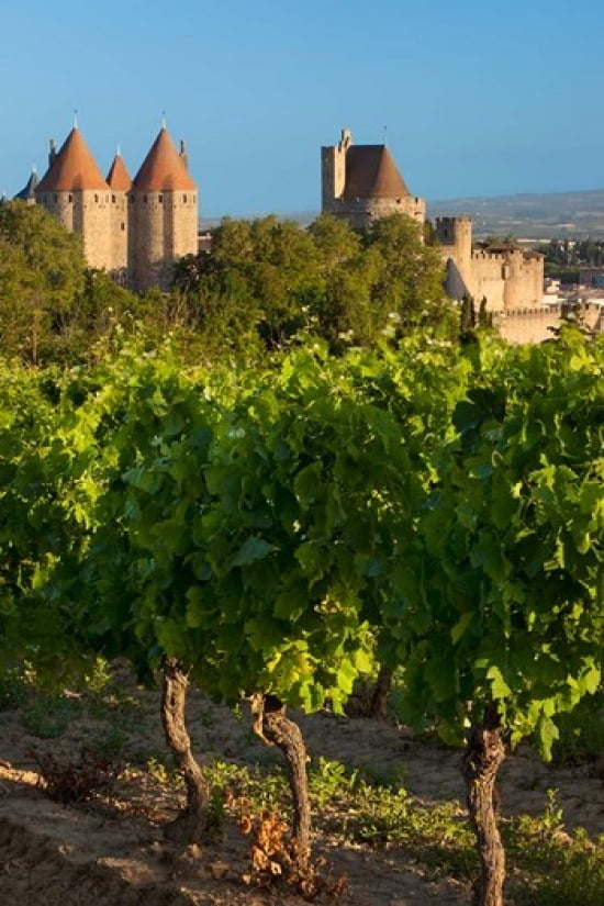 Vineyard Overlooking La Cite Carcassonne Canvas Art - Brian Jannsen DanitaDelimont (19 x 28)