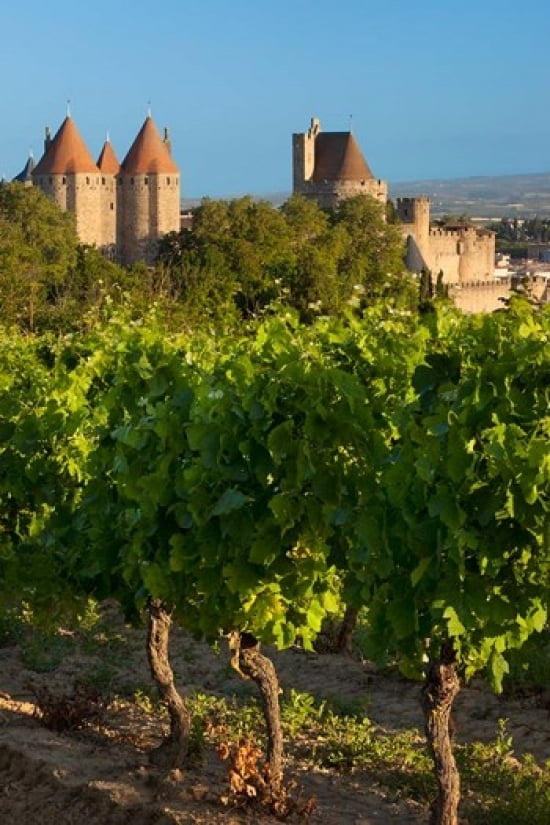 Vineyard Overlooking La Cite Carcassonne Canvas Art - Brian Jannsen DanitaDelimont (24 x 36)