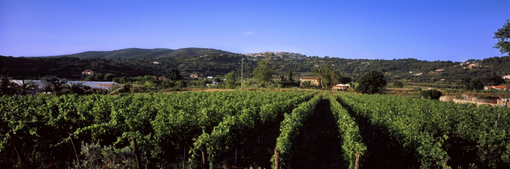 Vineyard Portoferraio Island of Elba Tuscany Italy Canvas Art - Panoramic Images (27 x 9)