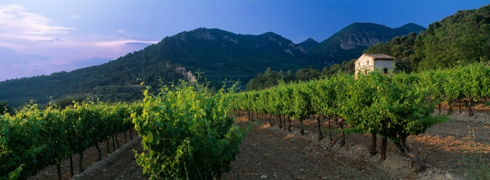 Vineyard Provence-Alpes-Cote dAzur France Canvas Art - Panoramic Images (36 x 12)
