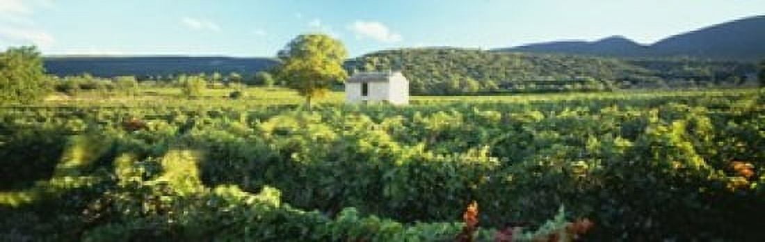 Vineyard Provence France Canvas Art - Panoramic Images (18 x 6)