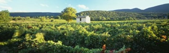 Vineyard Provence France Canvas Art - Panoramic Images (36 x 12)