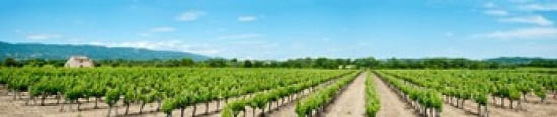 Vineyard Route dAnsouis Cucuron Vaucluse Provence-Alpes-Cote dAzur France Canvas Art - Panoramic Images (38 x 8)