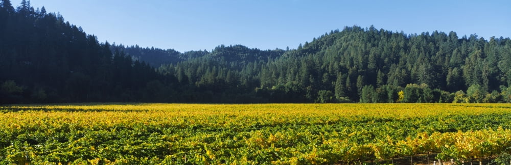 Vineyard Russian River Valley Sonoma California USA Canvas Art - Panoramic Images (27 x 9)