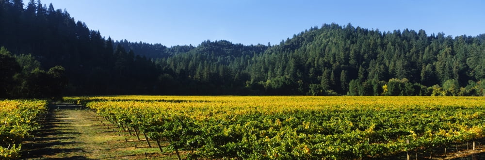 Vineyard Russian River Valley Sonoma California USA Canvas Art - Panoramic Images (36 x 12)